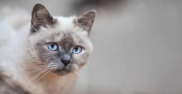 Older gray cat with piercing blue eyes, closeup detail, blurred background - space for text - right side - Foto, Bild
