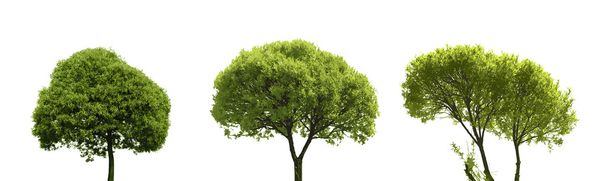 χρωματισμένα δέντρα - Διάνυσμα, εικόνα