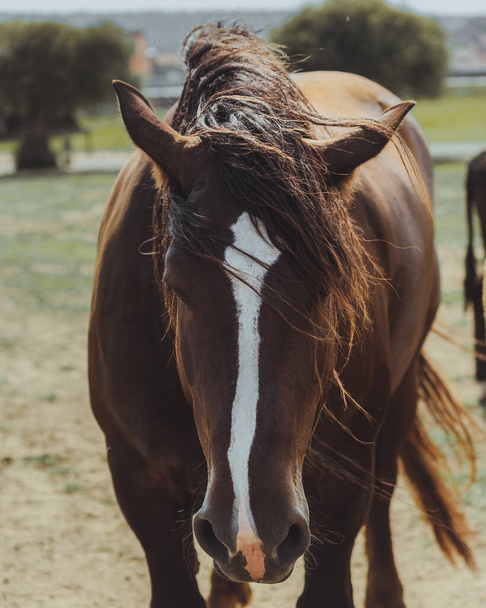 A beautiful brown horse in the farmland in summer - Zdjęcie, obraz
