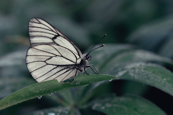 A closeup shot of a black-veined white butterfly on a green leaf - Foto, Imagen