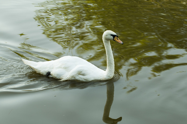 Swan. - Фото, изображение