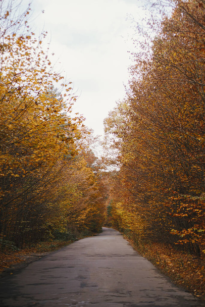 Beautiful autumn road in autumn woods. Autumnal background. Country road with old asphalt among beautiful fall forest with yellow and orange leaves. Travel and hiking in countryside - Photo, Image