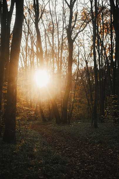 日当たりの良い秋の森の中で日没の光の美しい秋の道。秋の背景。黄色の葉と経路を持つ美しい秋の森。秋の山の中での旅行とハイキング - 写真・画像