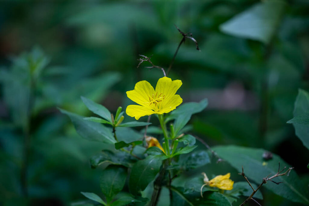 La flor amarilla en el bosque - Foto, imagen