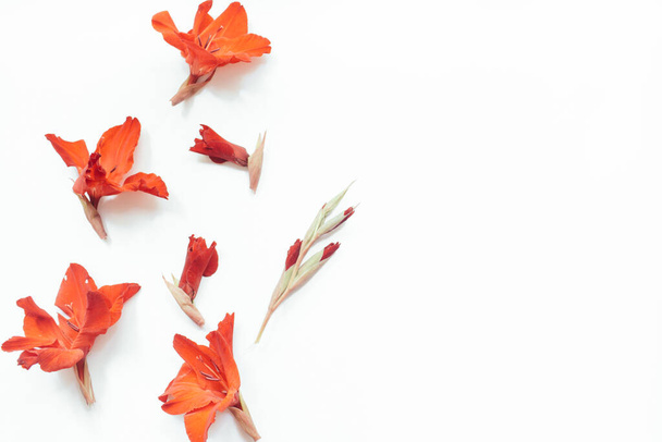 Red flowers on white background. Flowers composition. Flat lay, top view, copy space. Summer, autumn concept. - 写真・画像