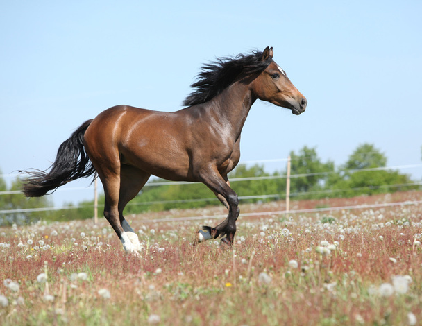 Increíble pony deportivo marrón corriendo en pastos
 - Foto, Imagen