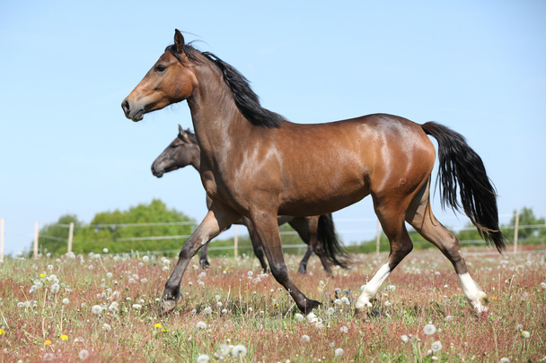 Hämmästyttävä ruskea urheilu poni käynnissä laitumella
 - Valokuva, kuva