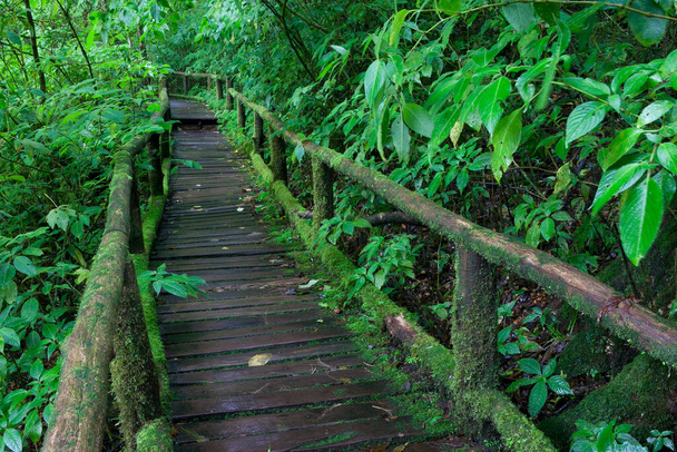 The wooden bridge in the forest - Foto, imagen
