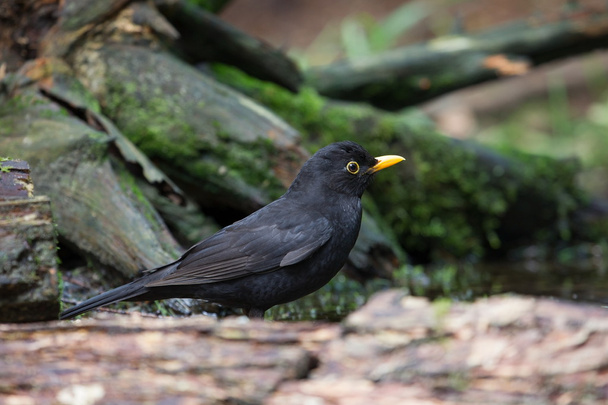 Portrait of a blackbird, Netherlands - Photo, Image