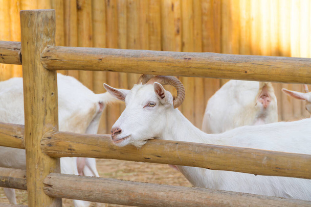 cabras que comem em uma fazenda no Rio de Janeiro. - Foto, Imagem