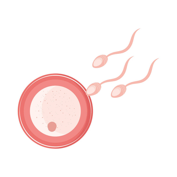 döllenme, embriyo yeni hayat - Vektör, Görsel