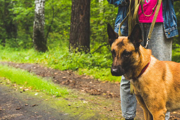 A large beige Belgian shepherd dog walks in the forest in the summer for a walk with the owner - Фото, изображение