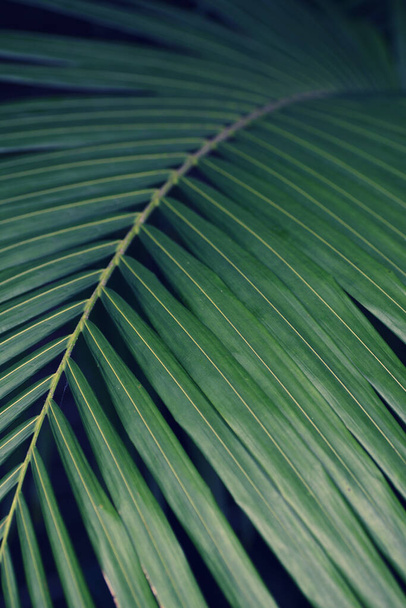 A vertical shot of a beautiful wide green leaf with a blurry background - Photo, image