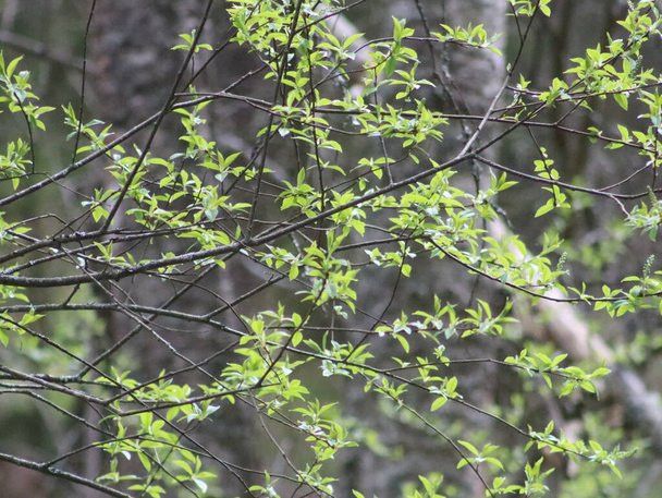 Fresh spring greens on dark gray background - Foto, Bild