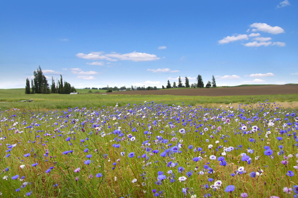 Άγρια λουλούδια στα χωράφια με το σιτάρι - Φωτογραφία, εικόνα