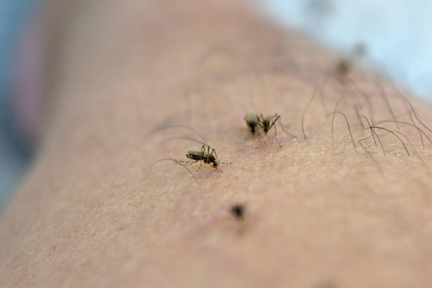 Pelle umana delle gambe con zanzare multiple che succhiano il sangue, insetti che trasportano malattie virali - Foto, immagini