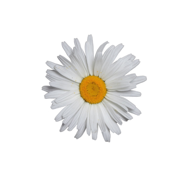 white daisy isolated - Photo, Image