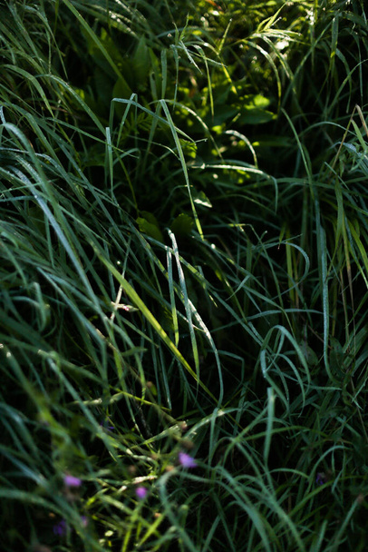 green summer abstract landscape, soft focus background - Fotografie, Obrázek