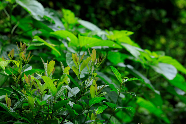 Tropisch grüne Waldlandschaft im Sommer - Foto, Bild