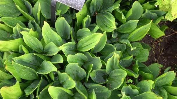 Primo piano di belle foglie verdi di mughetto (Convallaria majalis) - Filmati, video