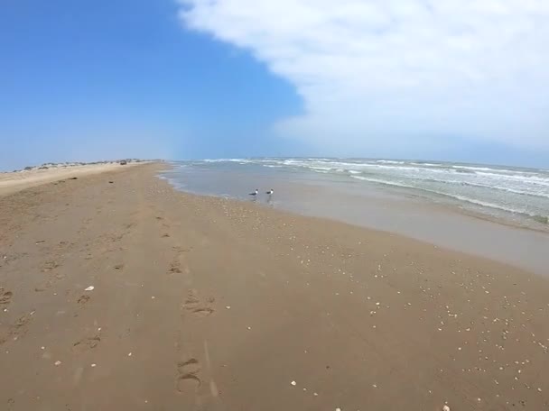 Η θέα προς την ακτή στη Νότια Padre Island, Τέξας - Πλάνα, βίντεο