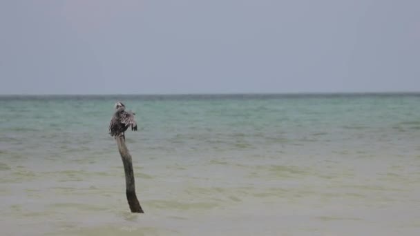 ペリカンは魚を探している。メキシコのホルボックス島. - 映像、動画