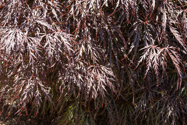 Цариця Цариця Японська Maple (Acer palmatum var. dissectum "Королева Кримсона") - низькорозгалужена, карликова рослина з делікатною, плачучою формою. Листя протягом літа має чудовий багряний колір і може стати яскраво-червоним восени. Сонце-толерантно - Фото, зображення