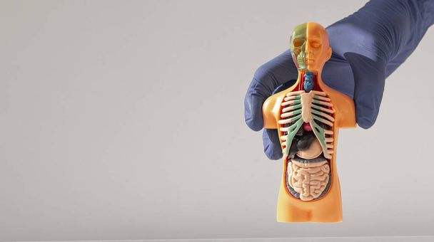 Hand holding 3d human model with inner organ system. Anatomy system. Banner with background with place for text - Fotoğraf, Görsel
