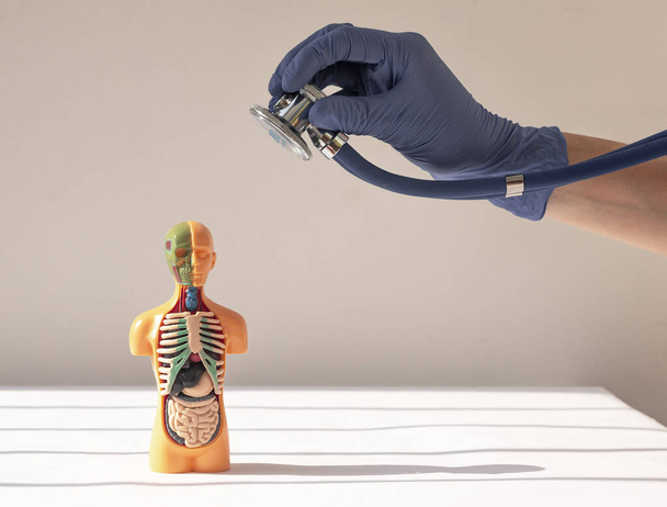 Doctor hand listening with stethoscope 3d human model with inner organs. Medical checkup concept - Φωτογραφία, εικόνα