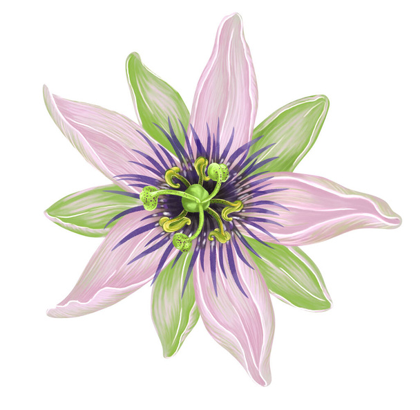 Kwiat marakuji lub kwiat marakuji roślin tropikalnych, Ilustracja cyfrowa - Zdjęcie, obraz