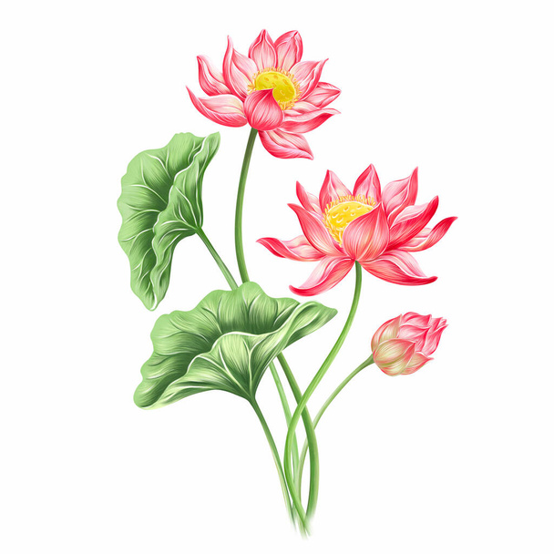 葉のデジタルイラストと蓮の花の植物,植物画 - 写真・画像