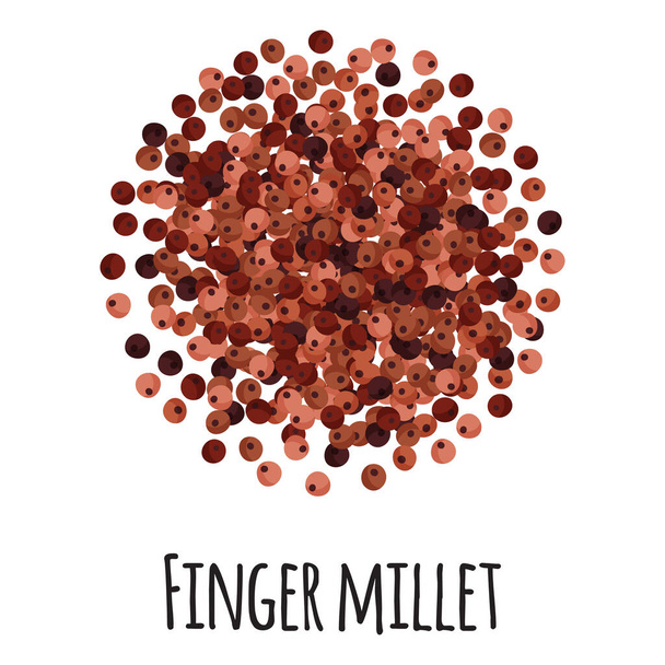 Finger millet for template farmer market design, label and packing. Natural energy protein organic super food. Vector cartoon isolated illustration. - Вектор, зображення
