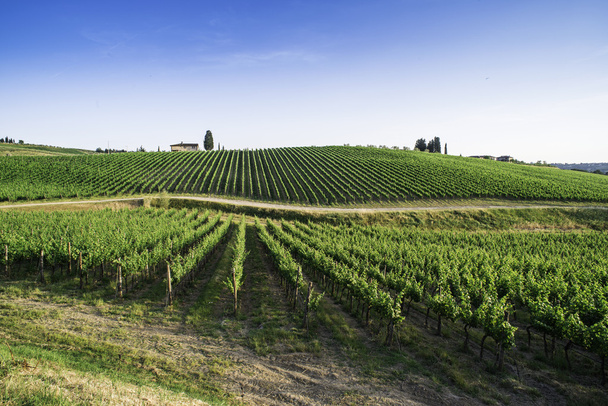 Vineyards in Tuscany - Photo, Image