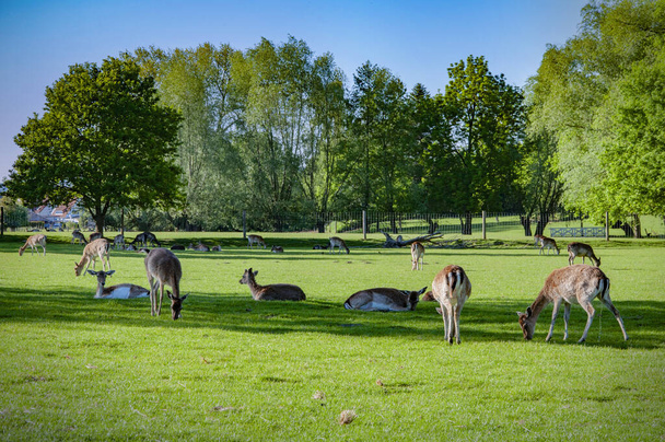 Wild deer on the meadow - Fotoğraf, Görsel