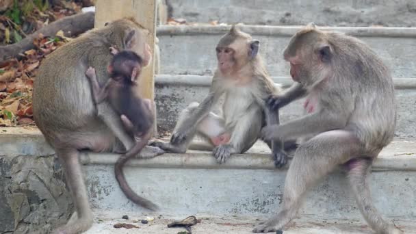 Monkey grooming een andere op de dorsale oppervlak op een stenen trap; Baby aap spelen naast hen (close-up ) - Video