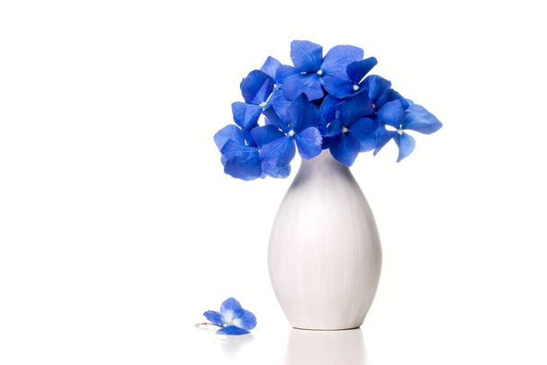 Голубые гортензии в белой вазе на белом фоне. Копирование пространства. - Фото, изображение