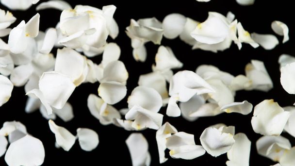 Freeze motion of rose petals flying on clear black background. Studio shot, abstract background. - Photo, Image