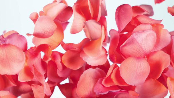 Freeze motion of rose petals flying on clear white background. Studio shot, abstract background. - Foto, afbeelding