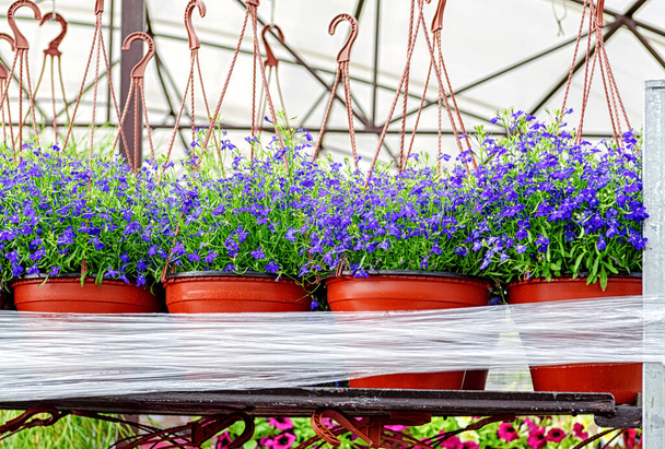 Цветы голубой лобелии в горшках готовят к продаже в цветочной питомнике. - Фото, изображение