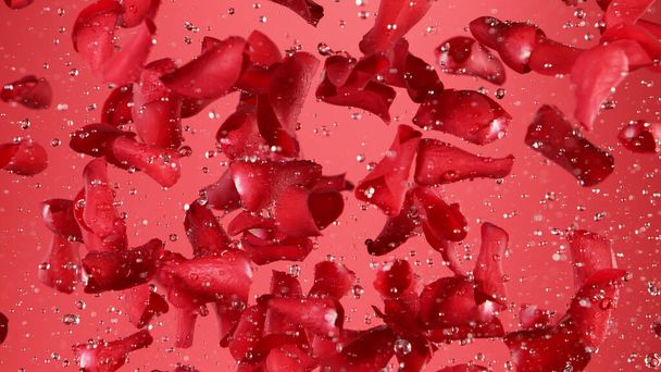 Freeze motion of rose petals flying on clear red background. Studio shot, abstract background. - Valokuva, kuva