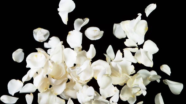 Freeze motion of rose petals flying on clear black background. Studio shot, abstract background. - Foto, immagini