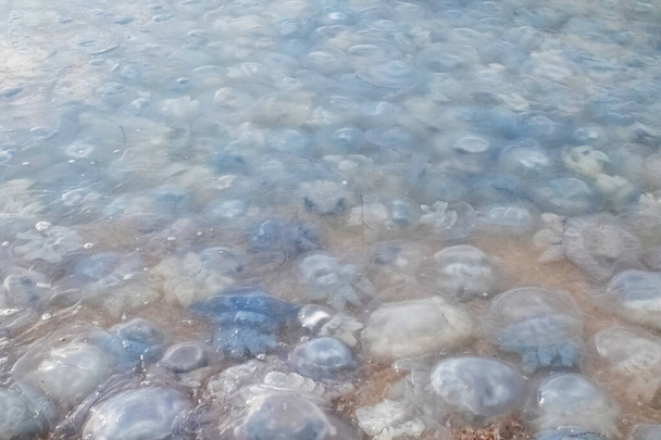 Detailní záběr rohovky a aureliy medúz na písečném břehu a ve vodě. Ekologická katastrofa. Hrozba lidem. Invaze medúz do moře. Rhizostoma pulmo a Aurelia aurita - Fotografie, Obrázek