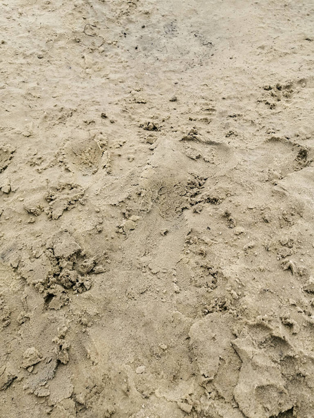 Areia de praia molhada, um pouco suja - Foto, Imagem