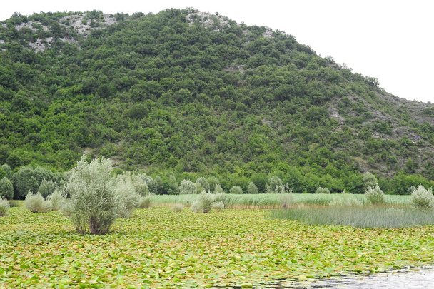 Parco nazionale del Lago di Skadar
 - Foto, immagini