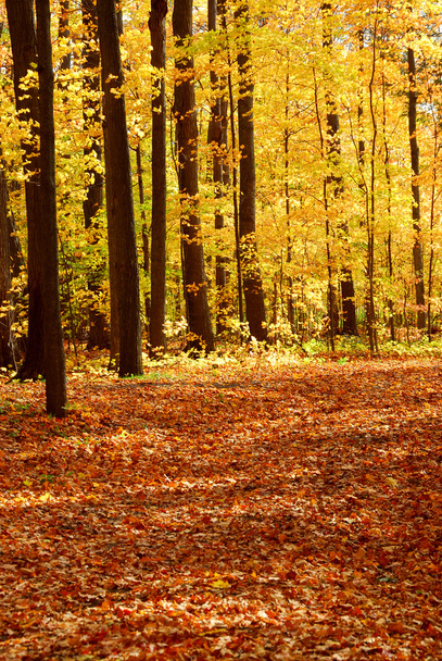 Fall forest landscape - Photo, Image