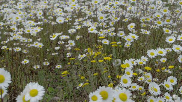White daises on the field  FS700 Odyssey 7Q - Footage, Video