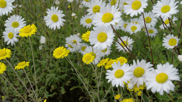 Yellow and white daisies waving  FS700 Odyssey 7Q - Footage, Video