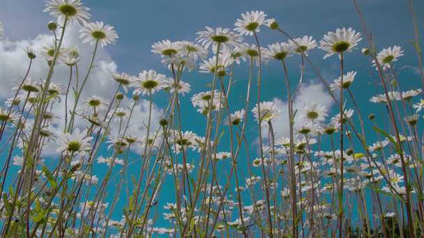 The tall stalks of the daisies  FS700 Odyssey 7Q - Footage, Video