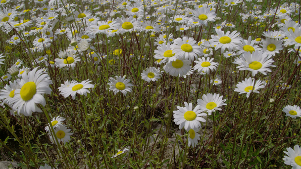 Stalks and flowers of the daises are waving  FS700 Odyssey 7Q - Footage, Video