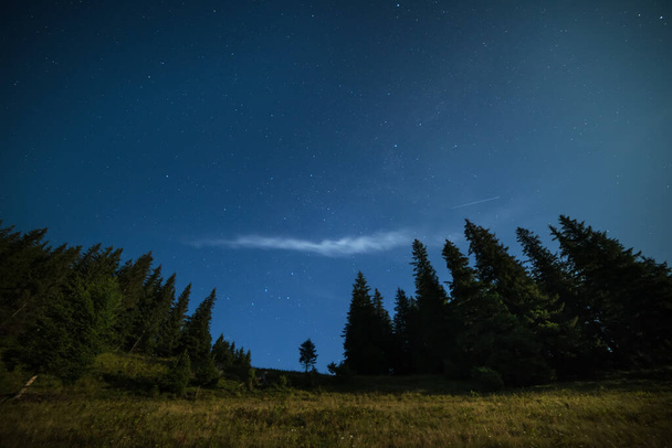 Night photo of huge fir trees against the background of the starry sky. - Fotoğraf, Görsel